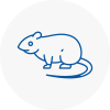 Rat Control Solihull