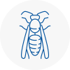Solihull Wasp Nest Removal